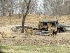 -北京野生动物园
