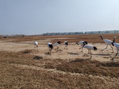 -盐城丹顶鹤湿地生态旅游区