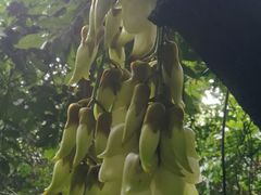 -天鹿湖森林公园