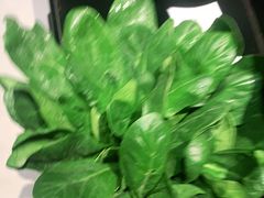 -辣伍鲜毛肚老火锅(元一店)