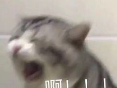 -Ocean's Table 欧舍