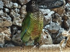 -大碗厨 25年老字号 现炒湘菜(四季天地店)