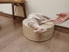 -有猫主题·治愈系猫咖(曾厝垵店)