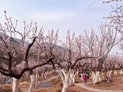 -北宫国家森林公园