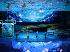 -海合安武汉极地海洋公园