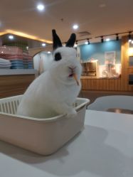 -Moni星球萌宠·小马宝莉·灵蛇·高端高阶全萌宠互动体验俱乐部(红豆国际广场店)