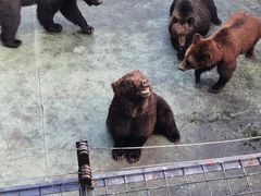 -深圳野生动物园