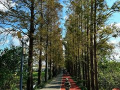 -上海长兴岛郊野公园