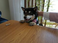 -柴犬小屋·柴餐厅·狗咖食堂(金鼎广场店)