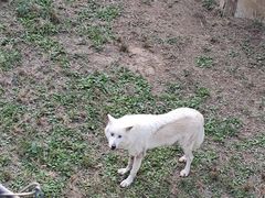 -辛玛王国游乐园