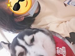 -Husky Go! 哈士奇体验馆·宠物咖啡厅狗咖