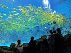 -芜湖新华联大白鲸海洋公园