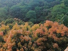 -广州市石门国家森林公园