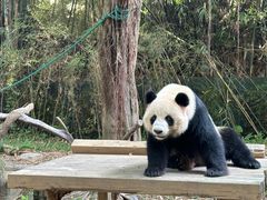 -广州长隆野生动物世界