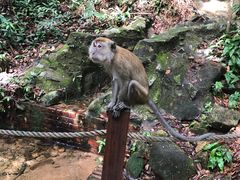 -武吉知马自然保护区