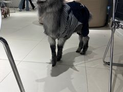 -怪兽屋·羊驼·猫咖·狗咖(俊华广场店)