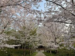 -上海滨江森林公园