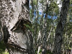 -乌兰布统景区-白桦林