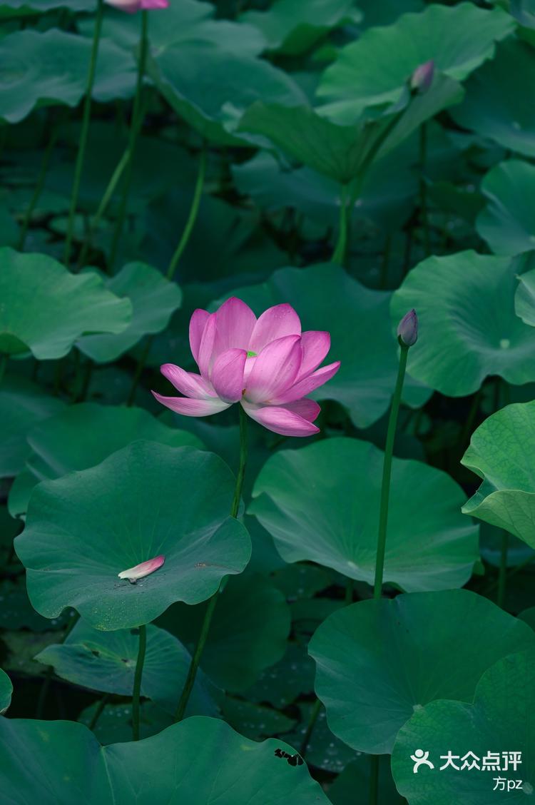 远香湖荷花图片