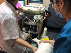 -安安宠医宠物医院·异宠·犬猫内科(岳阳分院)