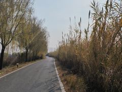 -池杉湖湿地公园