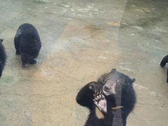 -东方熊牧场