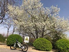 -永定河休闲森林公园