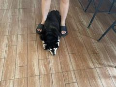 -柴犬高等学院·狗咖·柴犬售卖·宠物训练