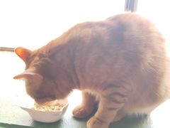 -猫猫幼稚园·撸猫·桌游·电玩