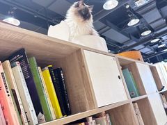 -藏猫猫咖啡主题馆(中央大道店)