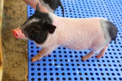 -萌宠亲子动物乐园(槐房万达店)