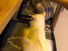 -平行世界·猫咖(首经贸店)