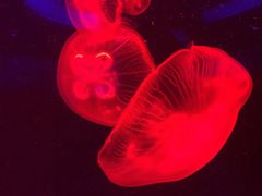 -芜湖新华联大白鲸海洋公园