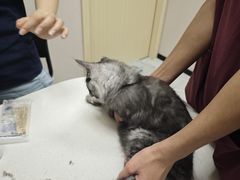 -瑞鹏宠物医院·骨科·猫科·内科(第一中心)