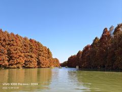-上海海湾国家森林公园