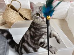 -lincat·猫舍(广州店)