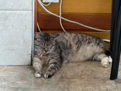 -雅沛轩锅贴八宝粥(回民街店)