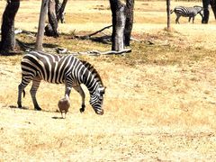 -威勒比开放式动物园