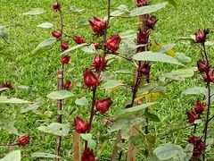 -中国科学院西双版纳热带植物园