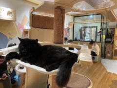 -滚猫咖啡·猫咖·猫友好撸猫(未来城店)