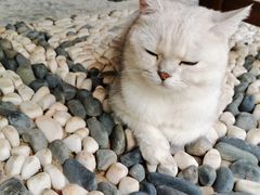 -喵屿·大理花园猫咖