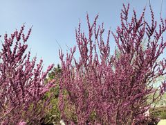-海棠花溪(元大都城垣遗址公园)