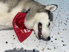 -Husky Go!哈士奇体验馆·宠物咖啡厅狗咖
