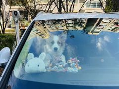 -翊宠yipet猫狗购宠庄园犬舍•猫舍