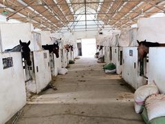 -松声马术俱乐部