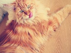 -猫腻·猫咖·撸猫馆(星光大道店)