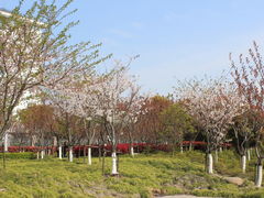 -高东镇樱花园