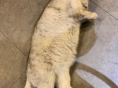 -Mr.Fox狐狸先生超级密室(南山店)