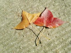 -普陀山慧济禅寺