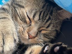 -猫大福·Fortune Cat猫舍(百子湾店)